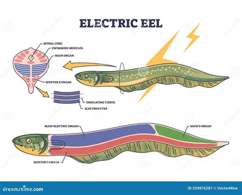 Historical illustration of eel dissection