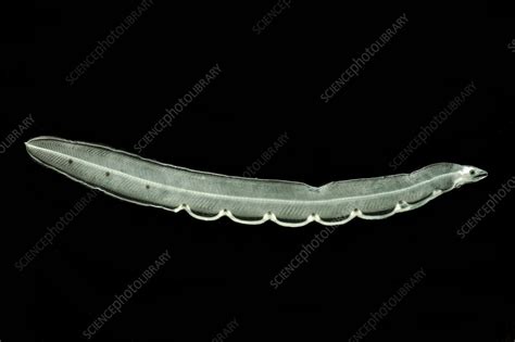 Illustration of a leptocephalus larva