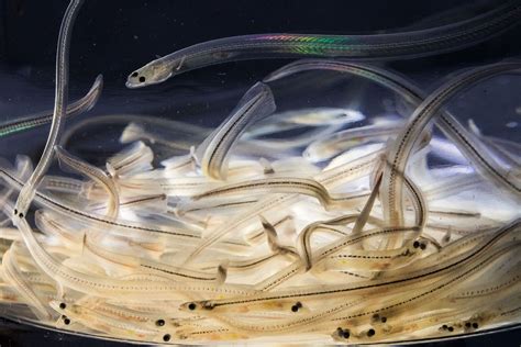 Photograph of glass eels