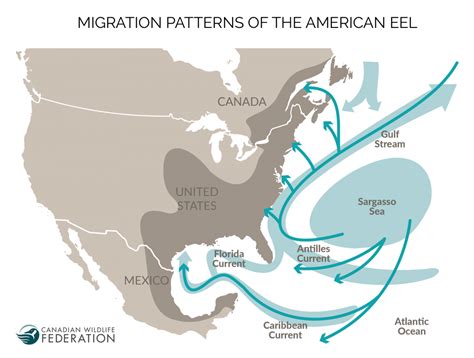 Map showing the Sargasso Sea and proposed eel migration routes