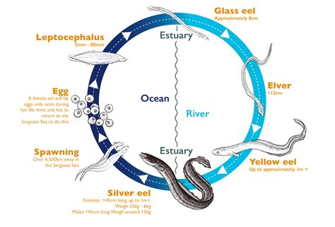 Infographic showing the stages of the European eel life cycle