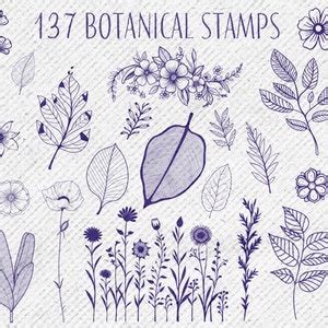 Collection of hand-drawn botanical stamps for Procreate