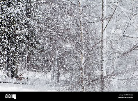 Snow falling in a forest