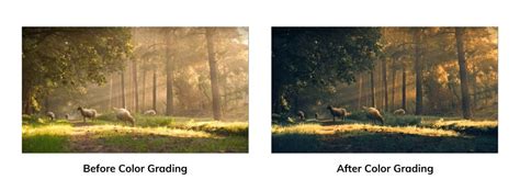 Before and after color grading example